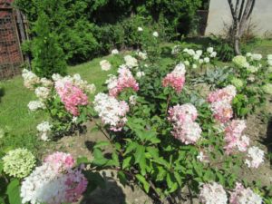 Kwiaty znajdujące się w ogrodzie Dziennego Domu Pomocy dla Osób Starszych w Jaśle
