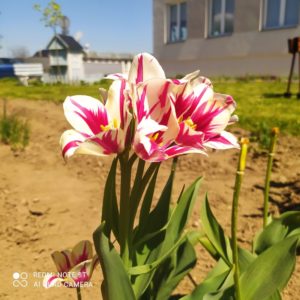 kwiat rosnący w ogrodzie Dziennego Domu Pomocy dla Osób Starszych w Jaśle