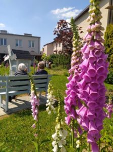 kwiaty rosnące w ogrodzie Dziennego Domu Pomocy dla Osób Starszych w Jaśle