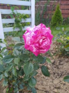 róża rosnąca w ogrodzie Dziennego Domu Pomocy dla Osób Starszych w Jaśle
