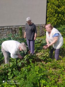 seniorki wyrywają jarzyny w ogrodzie Dziennego Domu Pomocy dla Osób Starszych w Jaśle