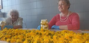 seniorki Dziennego Domu Pomocy w Jaśle przygotowują syrop z mniszka lekarskiego