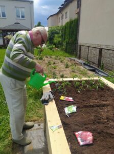 senior Dziennego Domu Pomocy w Jaśle podlewa sadzonki w przygotowanej do sadzenia warzyw specjalnej skrzyni