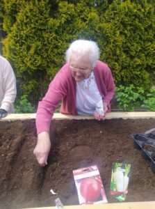 seniorka Dziennego Domu Pomocy sadzi rzodkiewkę w przygotowanej do sadzenia jarzyn skrzyni